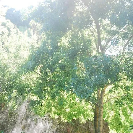 Center סינטרה